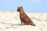 PINSCHER NAIN 064